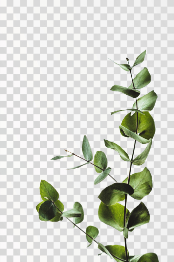 Eucalyptus leaves on PNG transparent background. Author @anniespratt / Unplash Eucalyptus leaves on PNG transparent background. Author @anniespratt / Unplash