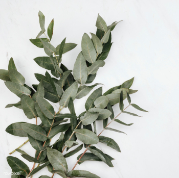 Eucalyptus on a white marble background Eucalyptus on a white marble background