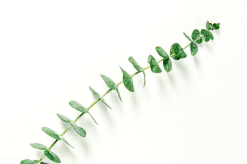 Eucalyptus round leaves on white background | Free photo - 2259702 Eucalyptus round leaves on white background | Free photo - 2259702