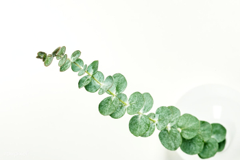 Eucalyptus round leaves on white background | Free photo - 2259704 Eucalyptus round leaves on white background | Free photo - 2259704
