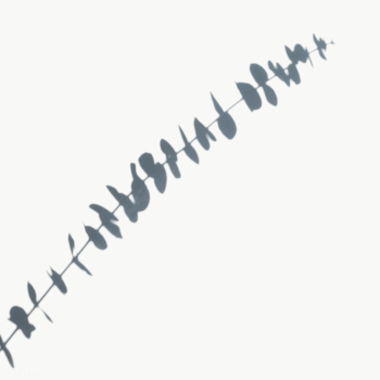 Eucalyptus shadow on a white wall | Free transparent png - 557575 Eucalyptus shadow on a white wall | Free transparent png - 557575