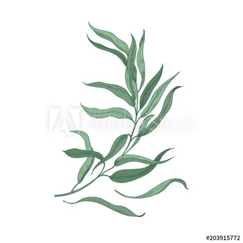 Eucalyptus sprig with green leaves isolated on white background Eucalyptus sprig with green leaves isolated on white background