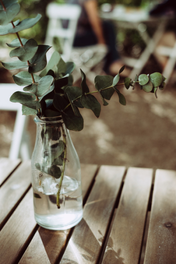 Eucalyptus twigs in a bottle Eucalyptus twigs in a bottle