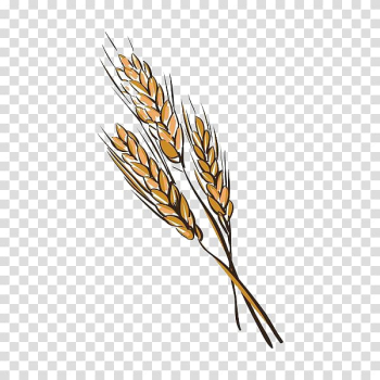 Euclidean Illustration, Hand painted wheat transparent background PNG clipart Euclidean Illustration, Hand painted wheat transparent background PNG clipart