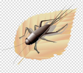 Euclidean , On the leaves of cricket transparent background PNG clipart