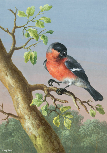 Eurasian Bullfinch bird painting | Free public domain illustration - 2228654 Eurasian Bullfinch bird painting | Free public domain illustration - 2228654