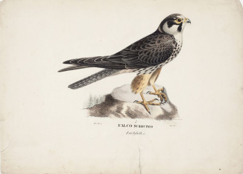 Eurasian hobby, male, 1828 - | Free Photo - rawpixel Eurasian hobby, male, 1828 - | Free Photo - rawpixel
