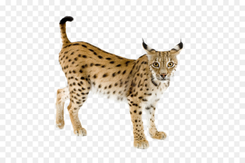 Eurasian lynx Bobcat Canada lynx Felidae - lynx png download - 772 ...