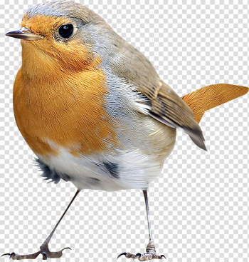 Eurasian Robin bird illustration, Bird Icon, Birds,Birds transparent background PNG clipart