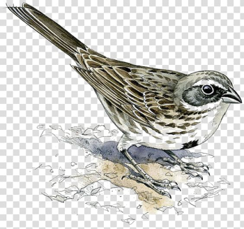 Eurasian tree sparrow standing illustration, House Sparrow Bird Finch Eurasian tree sparrow, sparrow transparent background PNG clipart
