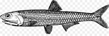 European anchovy How to Draw: Drawing and Sketching Objects and Environments from Your Imagination Caesar salad Fish - Anchovy 
