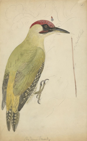European Green Woodpecker | Free Photo - rawpixel European Green Woodpecker | Free Photo - rawpixel