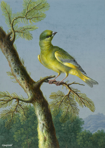 European Greenfinch bird painting | Free public domain illustration - 2228651 European Greenfinch bird painting | Free public domain illustration - 2228651