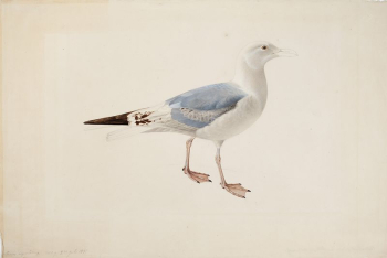 European herring gull, 1835, Magnus | Free Photo - rawpixel European herring gull, 1835, Magnus | Free Photo - rawpixel
