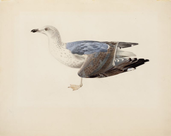 European herring gull, 1837, Magnus | Free Photo - rawpixel European herring gull, 1837, Magnus | Free Photo - rawpixel