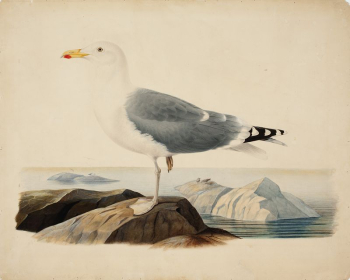 European herring gull, 1839, by Ferdinand | Free Photo - rawpixel European herring gull, 1839, by Ferdinand | Free Photo - rawpixel