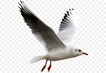 European Herring Gull Bird Clip art - White Gull European Herring Gull Bird Clip art - White Gull