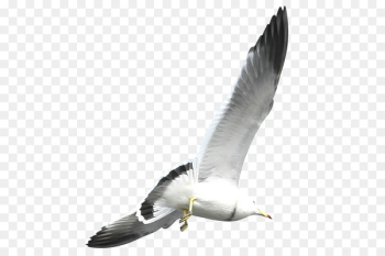 European Herring Gull Flight Bird Common gull - Flying seagulls 
