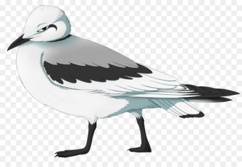 European Herring Gull, Gulls, Bird, Vertebrate PNG European Herring Gull, Gulls, Bird, Vertebrate PNG