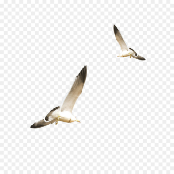 European Herring Gull Gulls Flight Bird - Flying white seagull 