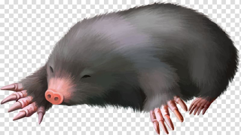 European mole, Animals Little Mouse transparent background PNG clipart European mole, Animals Little Mouse transparent background PNG clipart