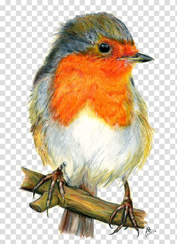 European robin Bird Drawing Watercolor painting, watercolor animals transparent background PNG clipart