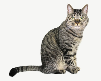 European Shorthair cat  collage | Free PSD - rawpixel
