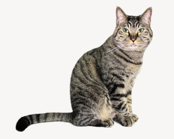 European Shorthair cat  isolated | Free Photo - rawpixel