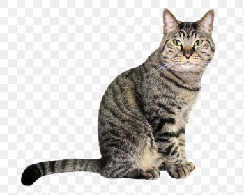 European Shorthair cat  png | Free PNG - rawpixel