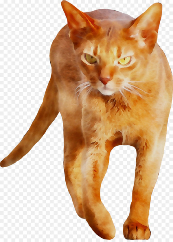 European shorthair German Rex Aegean cat American Wirehair Burmese cat -  