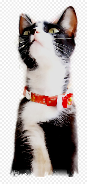 European Shorthair, Whiskers, American Wirehair, Cat, Small To Mediumsized Cats PNG