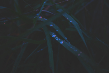 Evening dew Evening dew