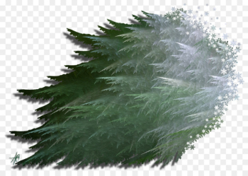 Evergreen Grasses Pine Leaf Family - Leaf 