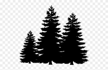 Evergreen Tree Clipart - Black And White Pine Trees