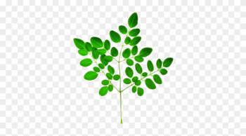 Every Part Of The Moringa Tree Can Be Used In Medical - Moringa Leaf Png