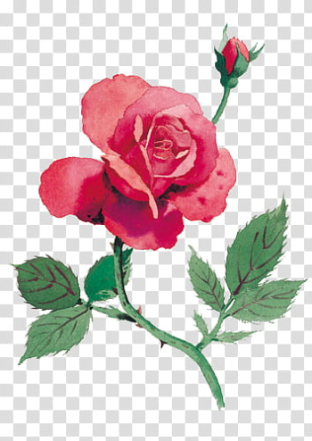 Every Rose Has Its Thorn, red rose flower transparent background PNG clipart Every Rose Has Its Thorn, red rose flower transparent background PNG clipart