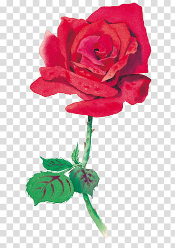Every Rose Has Its Thorn, red rose illustration transparent background PNG clipart Every Rose Has Its Thorn, red rose illustration transparent background PNG clipart