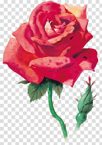 Every Rose Has Its Thorn, red rose illustration transparent background PNG clipart Every Rose Has Its Thorn, red rose illustration transparent background PNG clipart