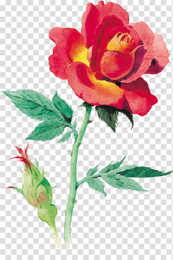 Every Rose Has Its Thorn, red rose painting transparent background PNG clipart Every Rose Has Its Thorn, red rose painting transparent background PNG clipart