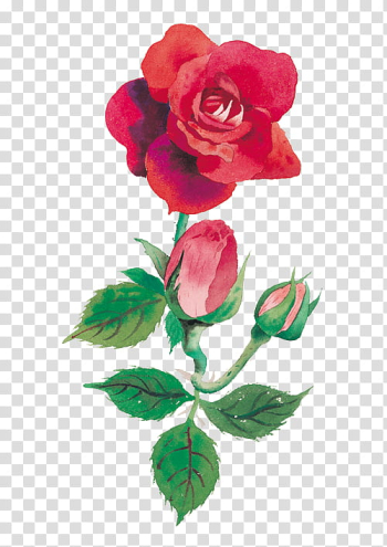 Every Rose Has Its Thorn, red rose transparent background PNG clipart Every Rose Has Its Thorn, red rose transparent background PNG clipart
