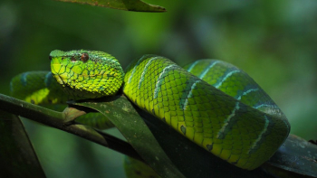 Exotic green snake closeup. Free | Free Photo - rawpixel