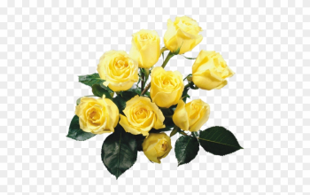 Explore Yellow Roses, Lavender Roses And More - Phone Wallpapers Flowers Rose Hd Full