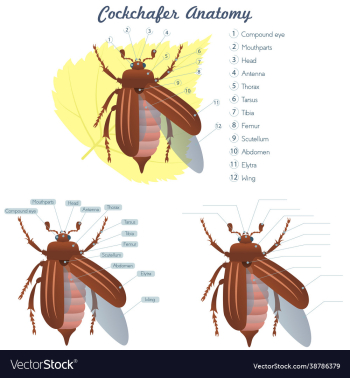 external anatomy an maybug external anatomy an maybug