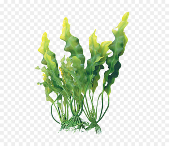 Extract Algae Cosmetics Mineral Eating - alga Extract Algae Cosmetics Mineral Eating - alga
