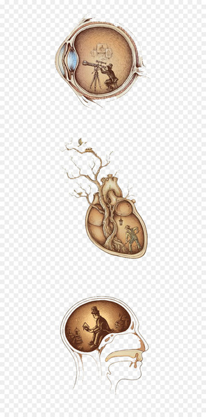 Eye Cerebrum Brain - Eyes Brain Eye Cerebrum Brain - Eyes Brain