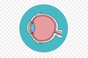 Eye Clip art Retina Visual perception Glaucoma - eye Eye Clip art Retina Visual perception Glaucoma - eye
