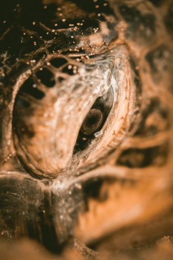 eye of sea turtle eye of sea turtle