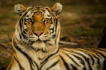 Eye of the Tiger | HD photo by Blake Meyer (@artisan_100) on Unsplash