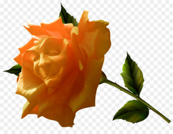 Fairy tale Garden roses - Fairy tale flower Fairy tale Garden roses - Fairy tale flower