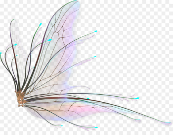 Fairy Wings Drawing - butterfly Fairy Wings Drawing - butterfly